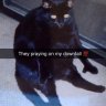 DerpyCatman